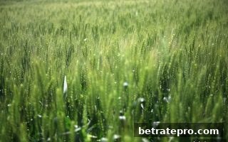 博彩公司信誉评级视角：广东麻将新用户福利礼包全解析