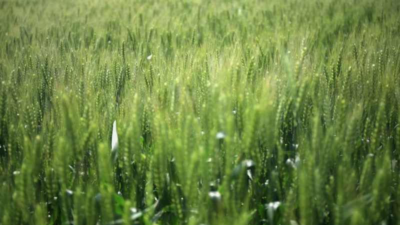 博彩公司信誉评级视角：广东麻将新用户福利礼包全解析