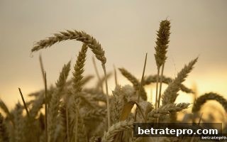 博彩公司信誉评级视角下的平台福利深度解析：首存与返水策略全攻略
