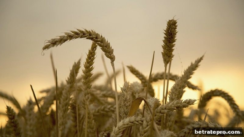 博彩公司信誉评级视角下的平台福利深度解析：首存与返水策略全攻略