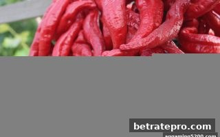 博彩公司信誉评级下的支付宝充值注册红包计划全面解析